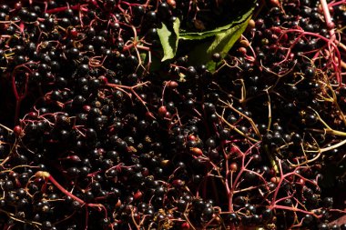 Yaz aylarında hasat Sambucus Nigra veya mürver çilek closeup çekim.