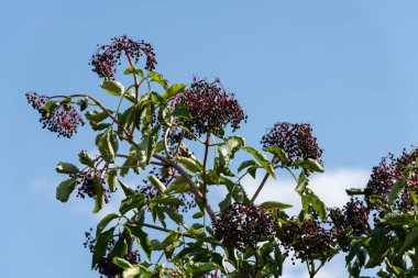 Olgun Mürver Sambucus ağaç dallarında yapraklarla.