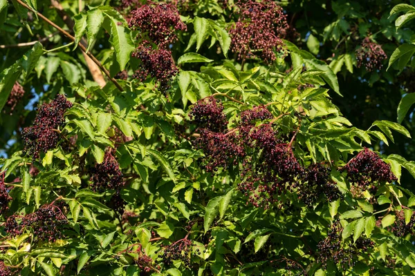 Ripe Elderberries Sambucus on tree branches with leaves.