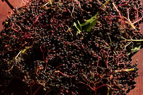 Closeup Tiro Sambucus Nigra Bagas Sabugueiro Colhidas Durante Verão — Fotografia de Stock