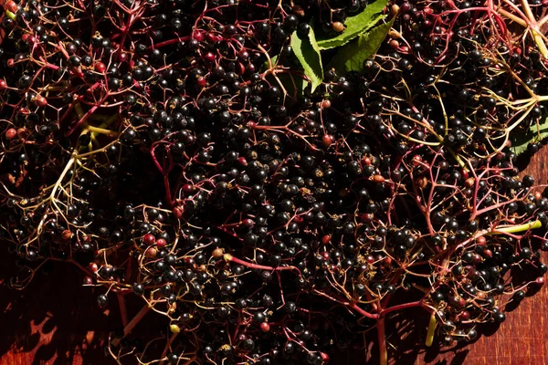 Closeup Tiro Sambucus Nigra Bagas Sabugueiro Colhidas Durante Verão — Fotografia de Stock