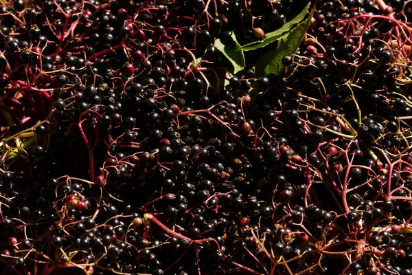 Closeup Tiro Sambucus Nigra Bagas Sabugueiro Colhidas Durante Verão — Fotografia de Stock