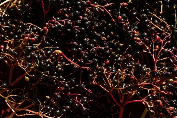 Closeup Tiro Sambucus Nigra Bagas Sabugueiro Colhidas Durante Verão — Fotografia de Stock