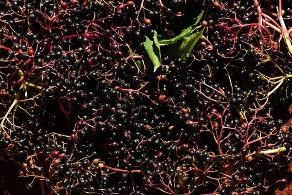 Sambucus Nigra Elderberry 열매의 — 스톡 사진