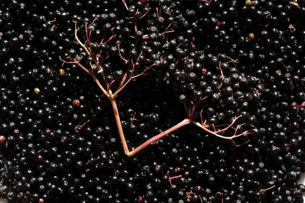 Closeup Tiro Sambucus Nigra Bagas Sabugueiro Colhidas Durante Verão — Fotografia de Stock