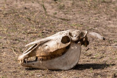 Old horse skull lying pn the ground in Letea Forest, Romania, the oldest natural reservation home to thousands of wild horses.