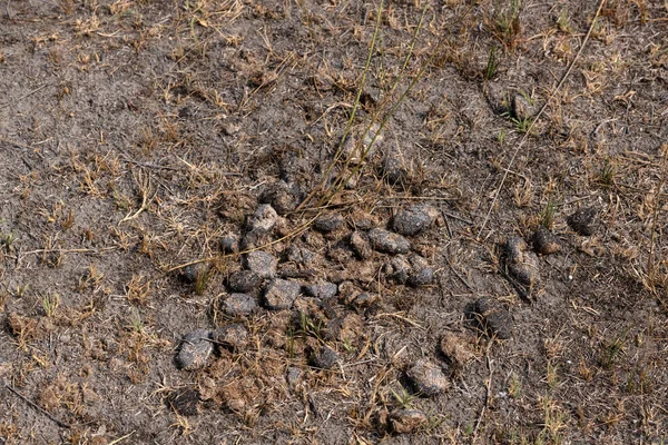 Horse Manure Dry Grass Used Fertilizer Agriculture — Stockfoto