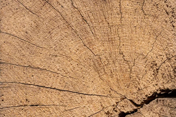 Macro Shot Ancient Weathered Dark Brown Cracked Wood Beam Surface — Stockfoto