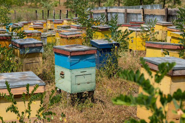 Honey bee houses or hives in Moldova region of Romania.