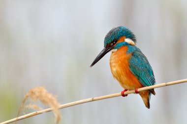 Kingfisher (Alcedo burada)