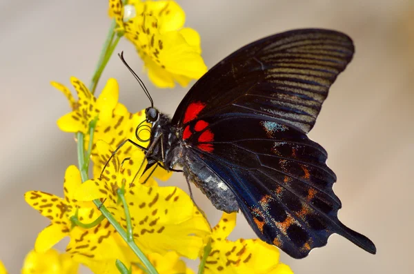 Exotischer Schmetterling in natürlichem Lebensraum — Stockfoto