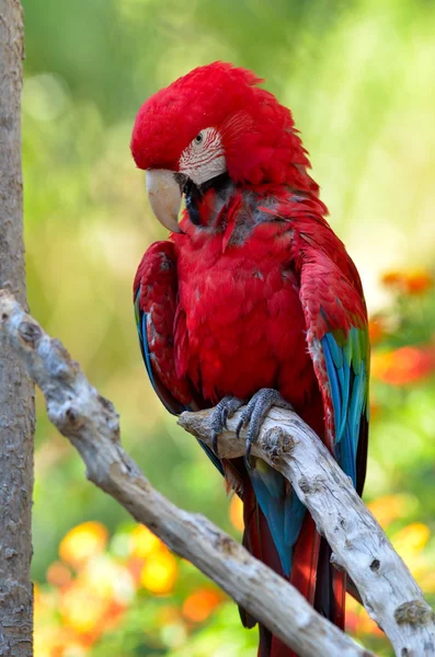 Macaw sentado no ramo — Fotografia de Stock