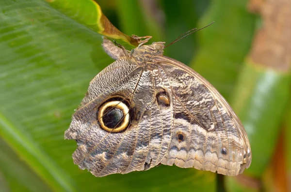 Εξωτικά πεταλούδα στο φυσικό περιβάλλον — Φωτογραφία Αρχείου