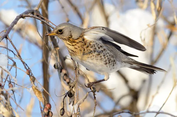 Tordo da asa vermelha (turdus iliacus ) — Fotografia de Stock