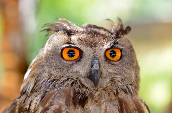 Owl portrait — Stock Photo, Image