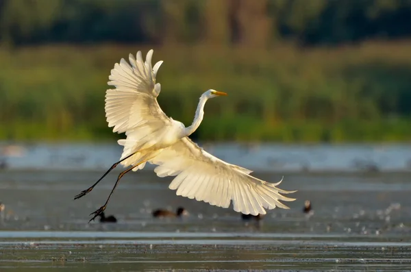 Seidenreiher (Egretta garzetta) in natürlichem Lebensraum — Stockfoto