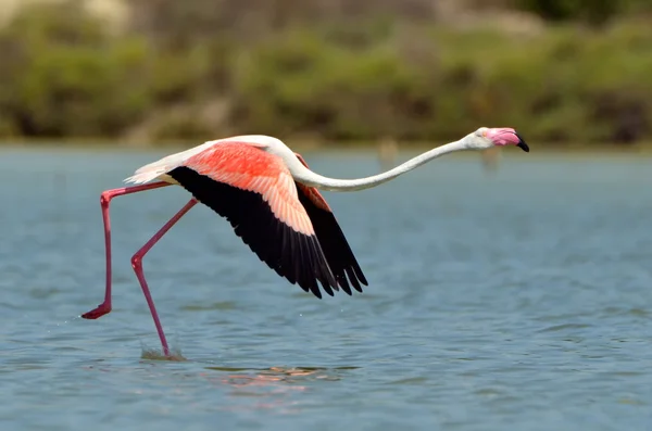 Flamingo bird in natural habitat — Stock Photo, Image