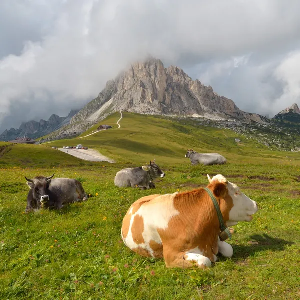 Vaches au repos — Photo