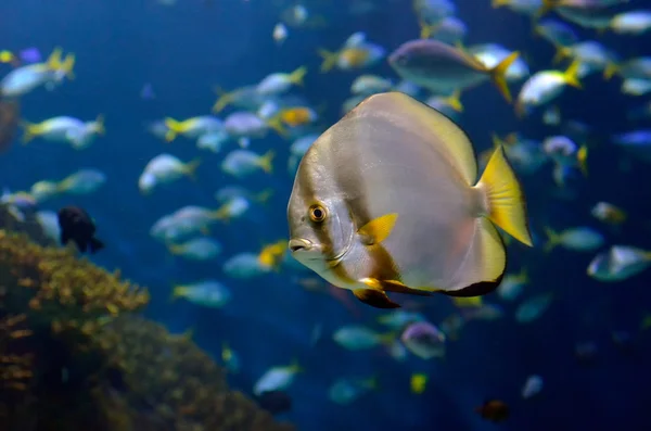 Imagem subaquática de peixes tropicais — Fotografia de Stock