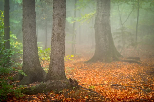 Paisaje otoñal en el bosque — Foto de Stock