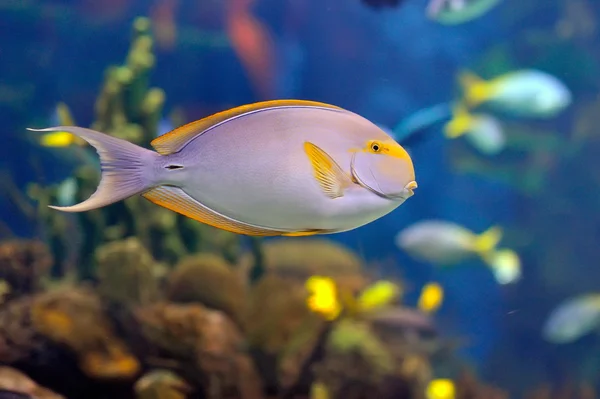 Imagem subaquática de peixes tropicais — Fotografia de Stock