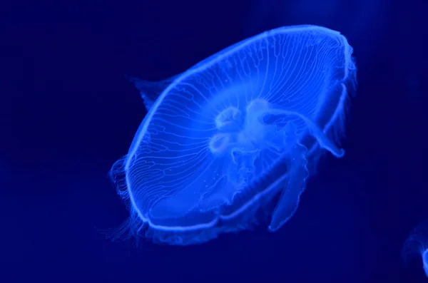 Underwater image of jellyfishes — Stock Photo, Image