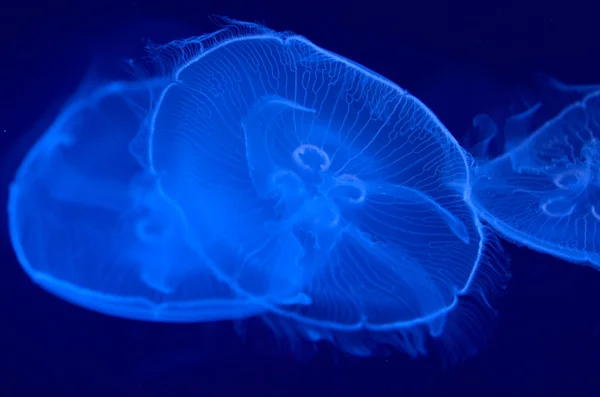 Underwater image of jellyfishes — Stock Photo, Image