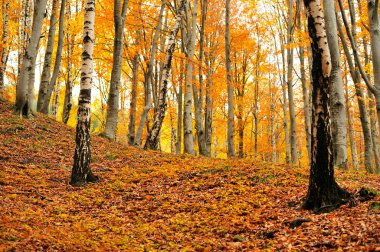 orman manzarası Güz