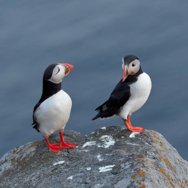 uçurum (fratercula arctica Puffin ayakta)