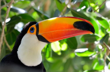 Toucan açık - ramphastos sulphuratus