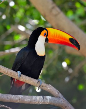 Toucan açık - ramphastos sulphuratus