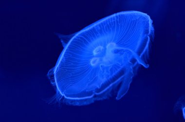Sualtı jellyfishes görüntüsünü