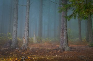 Ormanda sonbahar manzarası