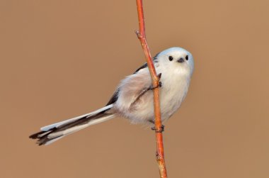 doğal yaşam alanı (bayağı uzunkuyruk uzun kuyruklu baştankara)