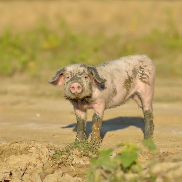 Varkens buiten — Stockfoto