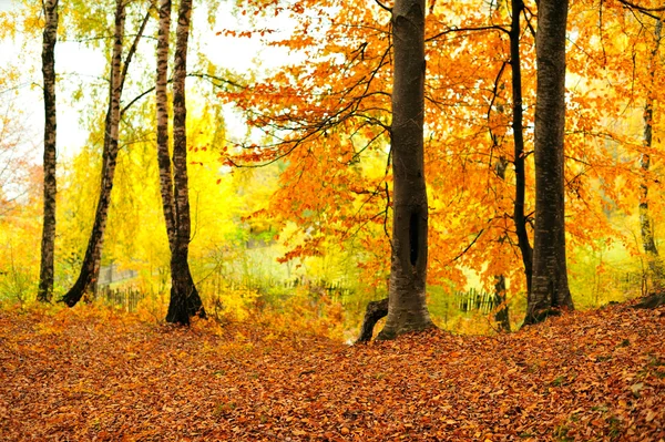 Paesaggio forestale in autunno — Foto Stock