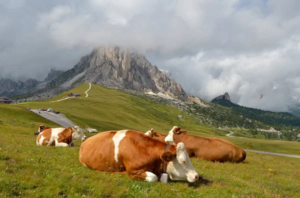 Vaches au repos — Photo