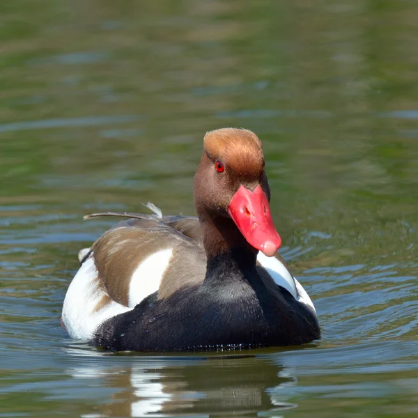 Red crested pochard (Netta Rufina) — Stock Photo, Image