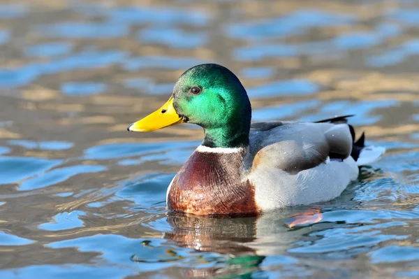 Mallard duck on the lake — Stock Photo, Image