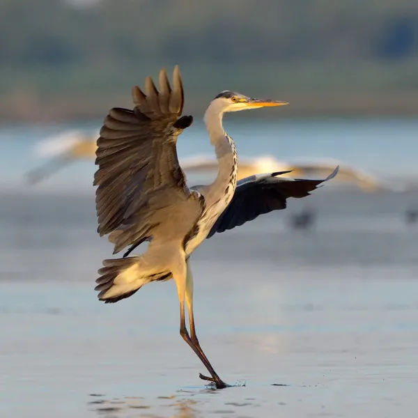 Grande garça azul (Ardea herodias), Delta do Danúbio — Fotografia de Stock