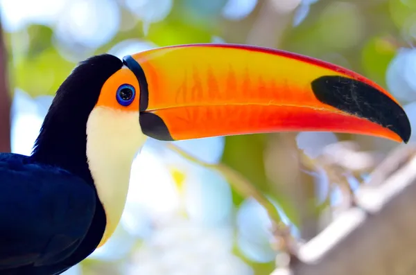 Toucan εξωτερική - ramphastos sulphuratus — Φωτογραφία Αρχείου