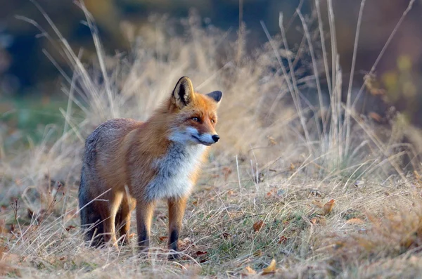 Fox in the wildlife — Stock Photo, Image