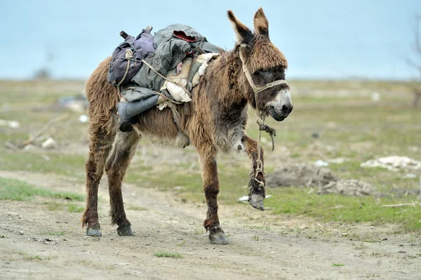 Burro pastando em prados rurais — Fotografia de Stock