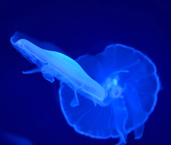 Imagem subaquática de medusas — Fotografia de Stock