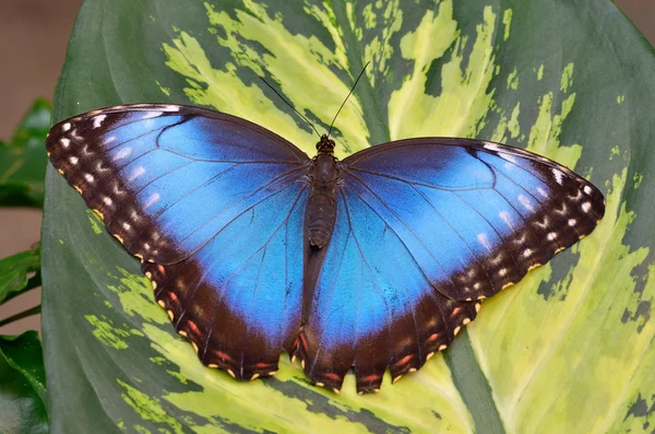 Экзотические бабочки в естественной среде обитания — стоковое фото