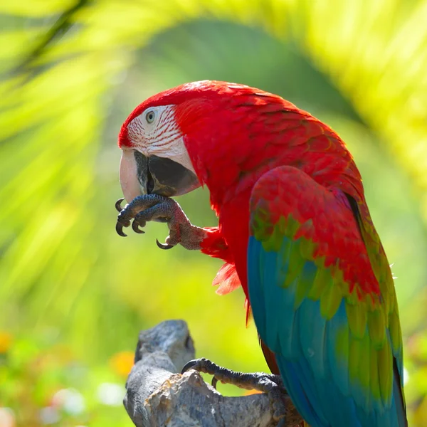 Guacamayo sentado en rama — Foto de Stock