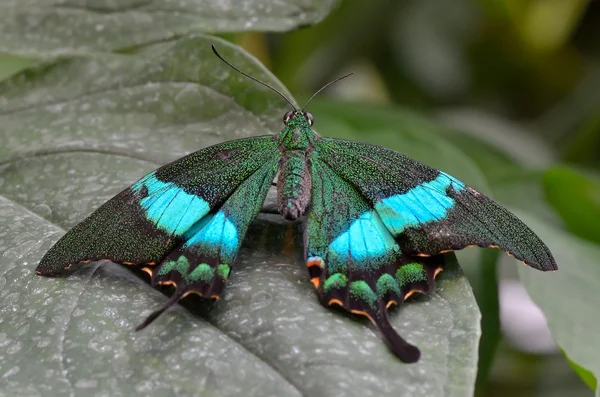 Exotische vlinder in natuurlijke habitat — Stockfoto