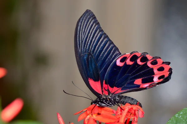 Mariposa exótica en hábitat natural —  Fotos de Stock