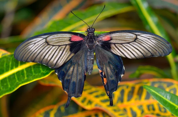 Εξωτικά πεταλούδα στο φυσικό περιβάλλον — Φωτογραφία Αρχείου