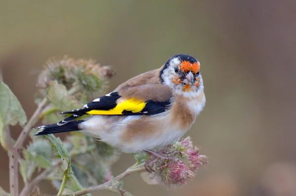 Goldfinch outdoor (frigilla coelebs) — Stock Photo, Image